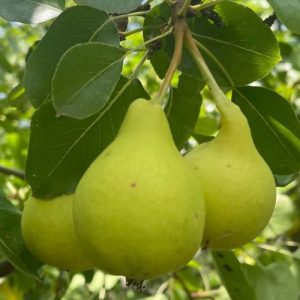 Круша сорт Ахче